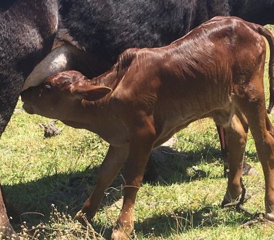 EMBRYO CALVES BORN