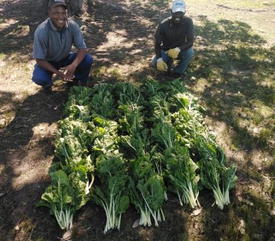 SUSTAINABLE VEGETABLE GARDEN PROVIDES FOOD DURING COVID