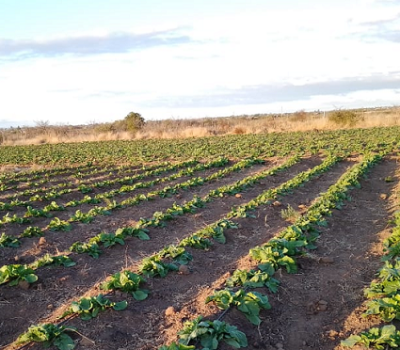 SUPPORT FOR YOUTH-OWNED AGRIPRENEURS