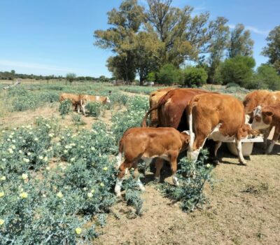 SMALL YOUTH AGRI CO-OP GETS LIVESTOCK BOOST