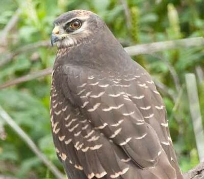 BLACK HARRIER IN MORE DANGER THAN BLACK RHINO