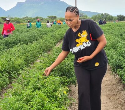 LOCAL YOUTH AGRIPRENEUR BOOSTS CHILLI FARMING