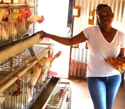 DEVELOPMENT PROGRAMME ELEVATES POULTRY BUSINESS