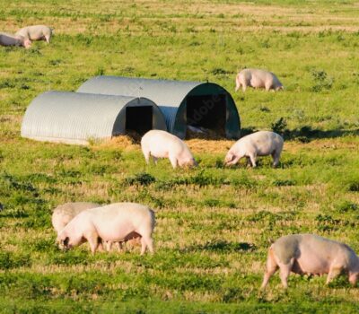 PIGGERY RESEARCH STUDY